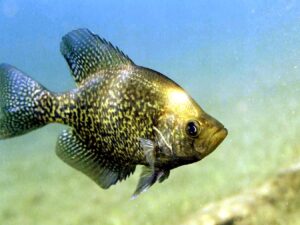 Black Crappie - How to Identify and Catch