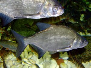 Picture of bream and perch