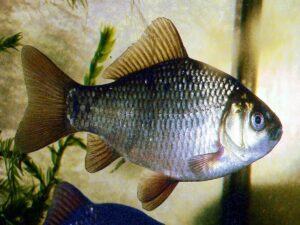 Picture of crucian carp