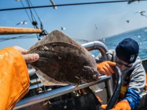 Picture of a halibut fish