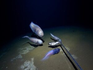 Picture of snailfish and cusk eels