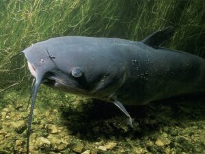 Picture of a catfish
