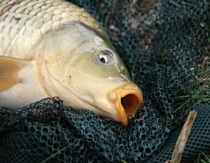 Picture of common carp close up to head and mouth