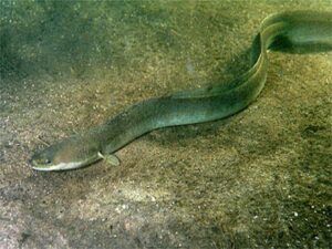 Picture of an eel underwater