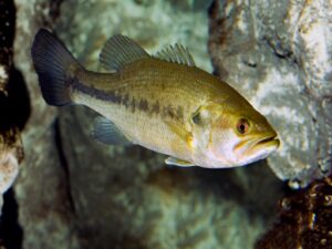 Picture of largemouth bass